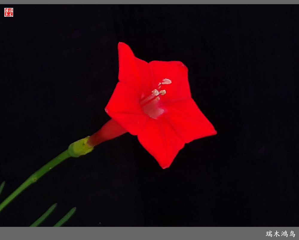 【2023之花季】松萝共依的茑萝松