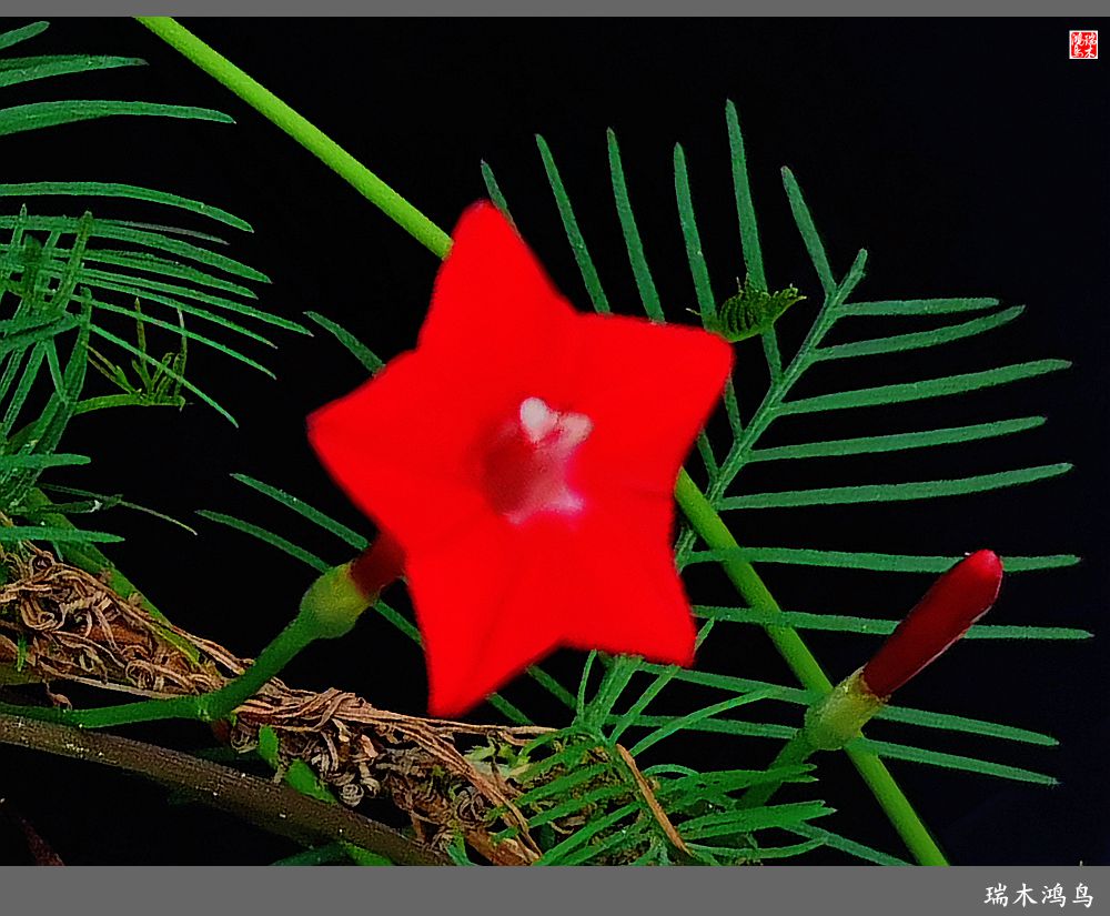 【2023之花季】松萝共依的茑萝松