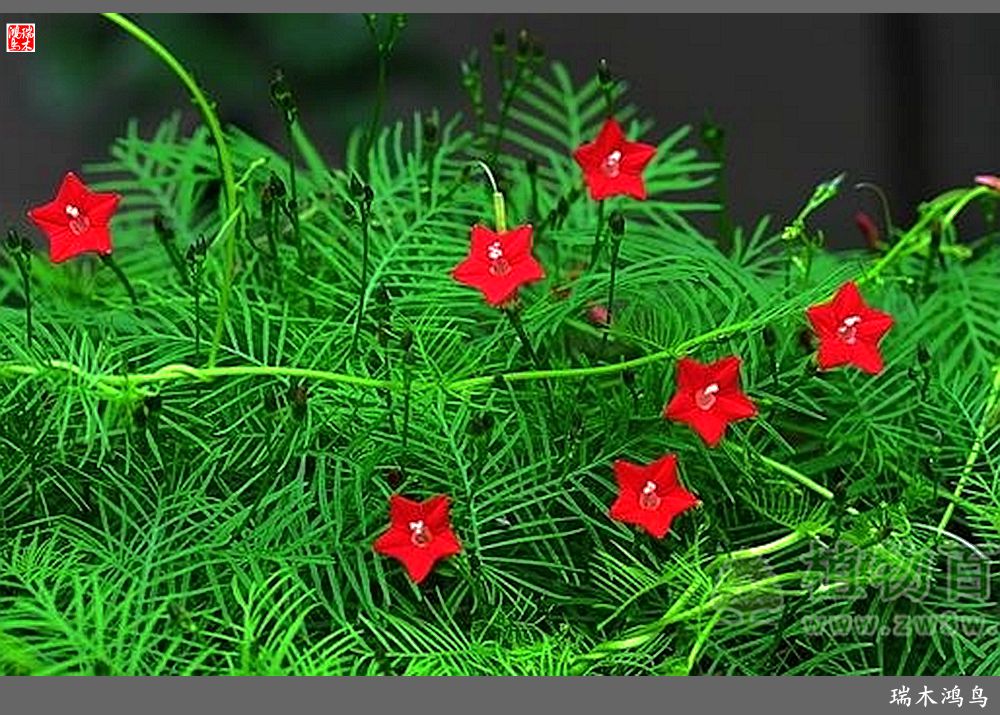 【2023之花季】松萝共依的茑萝松