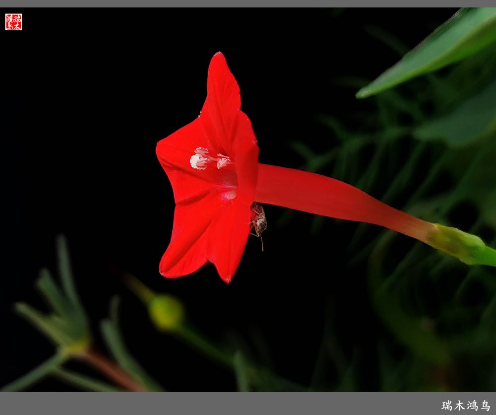 【2023之花季】松萝共依的茑萝松