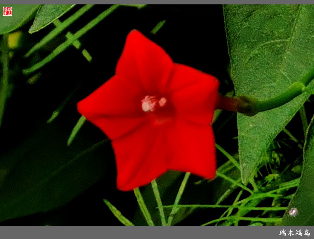 【2023之花季】松萝共依的茑萝松