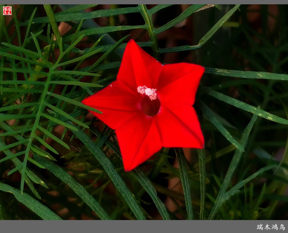 【2023之花季】松萝共依的茑萝松