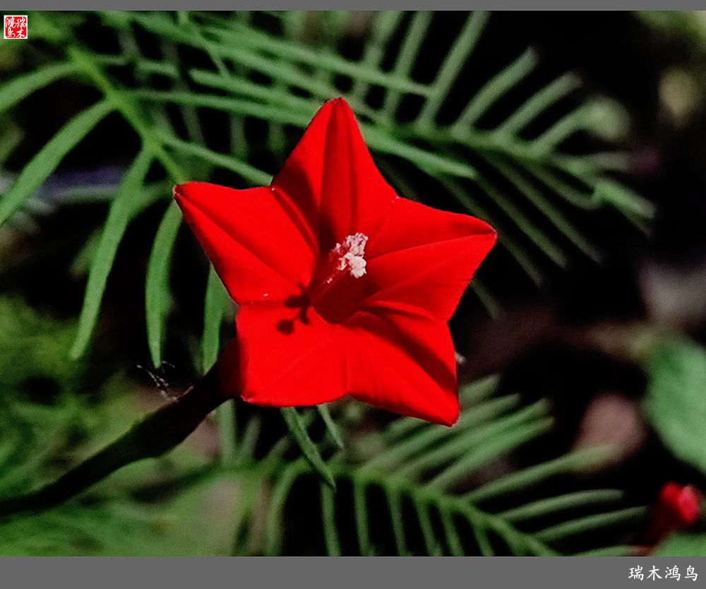 【2023之花季】松萝共依的茑萝松