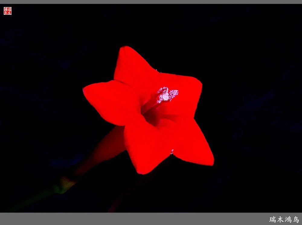 【2023之花季】松萝共依的茑萝松