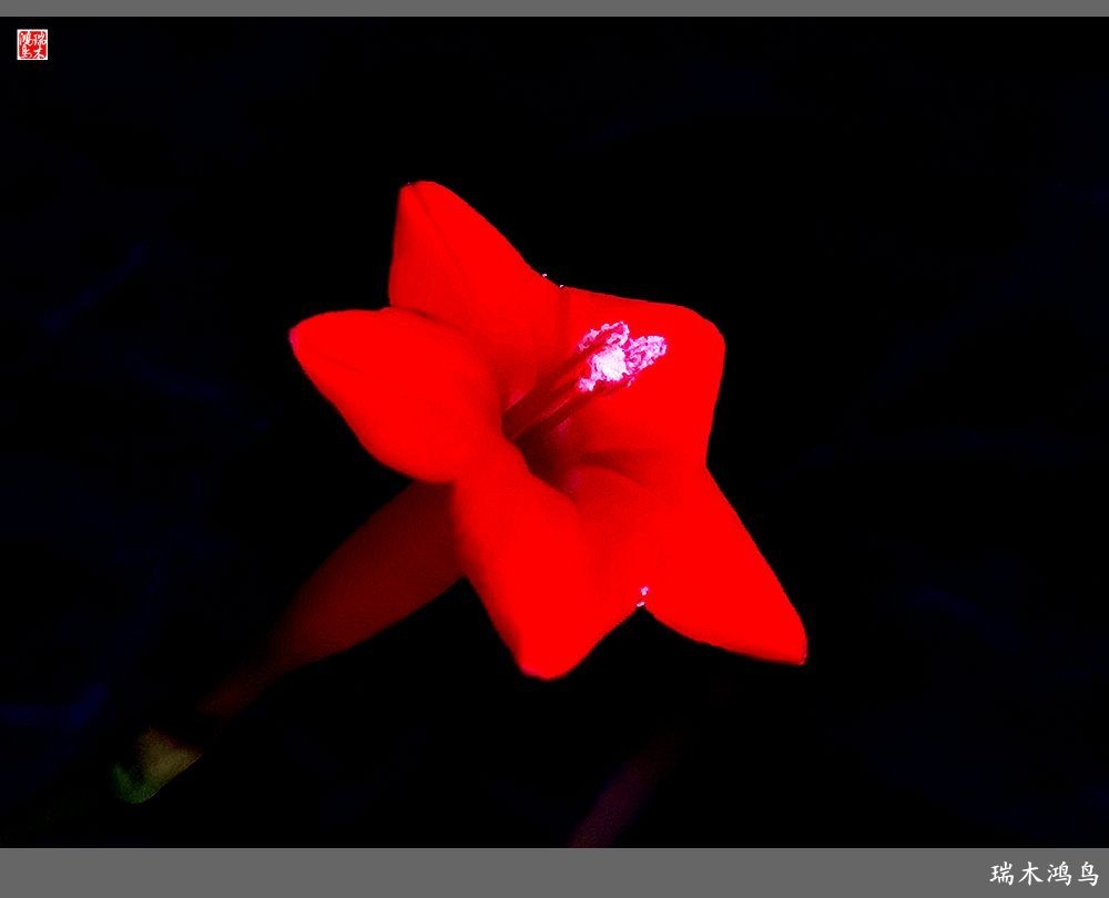 【2023之花季】松萝共依的茑萝松