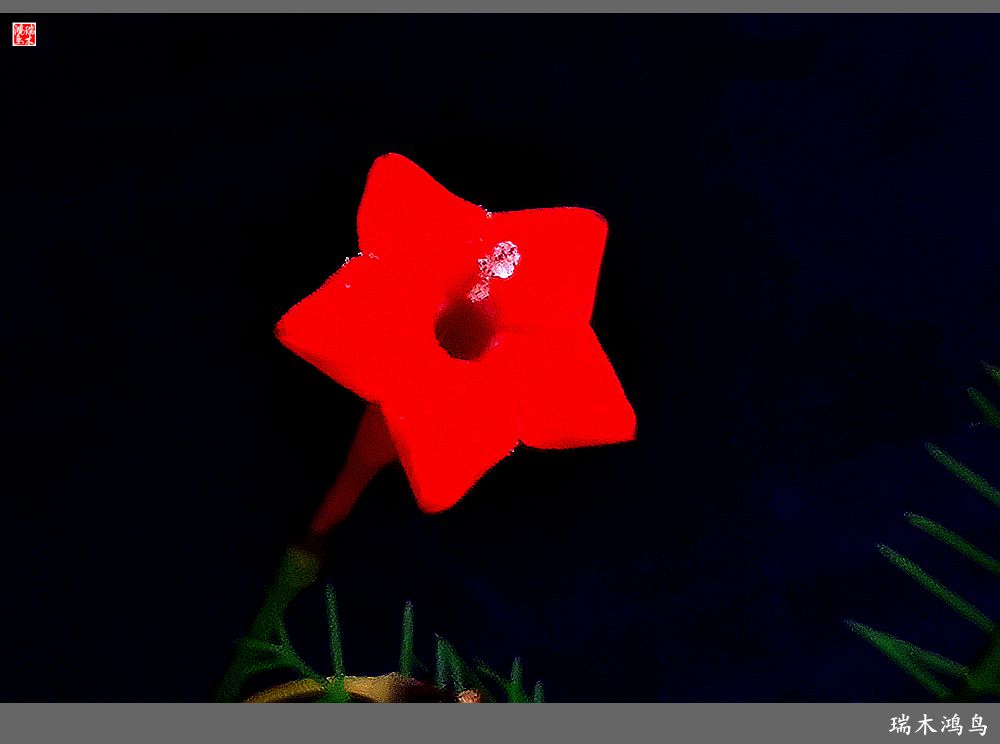 【2023之花季】松萝共依的茑萝松