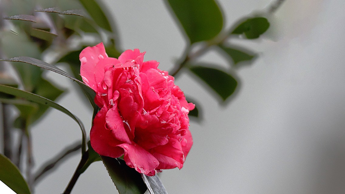 山茶花《老机新作》