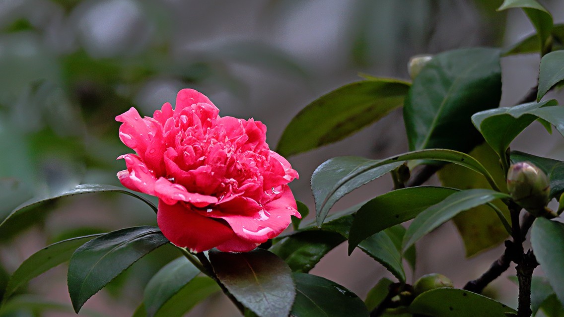 山茶花《老机新作》
