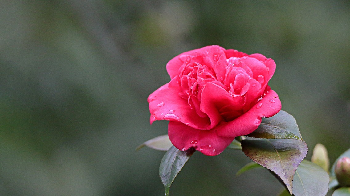 山茶花《老机新作》