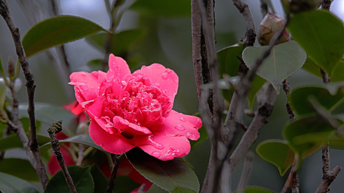 山茶花《老机新作》
