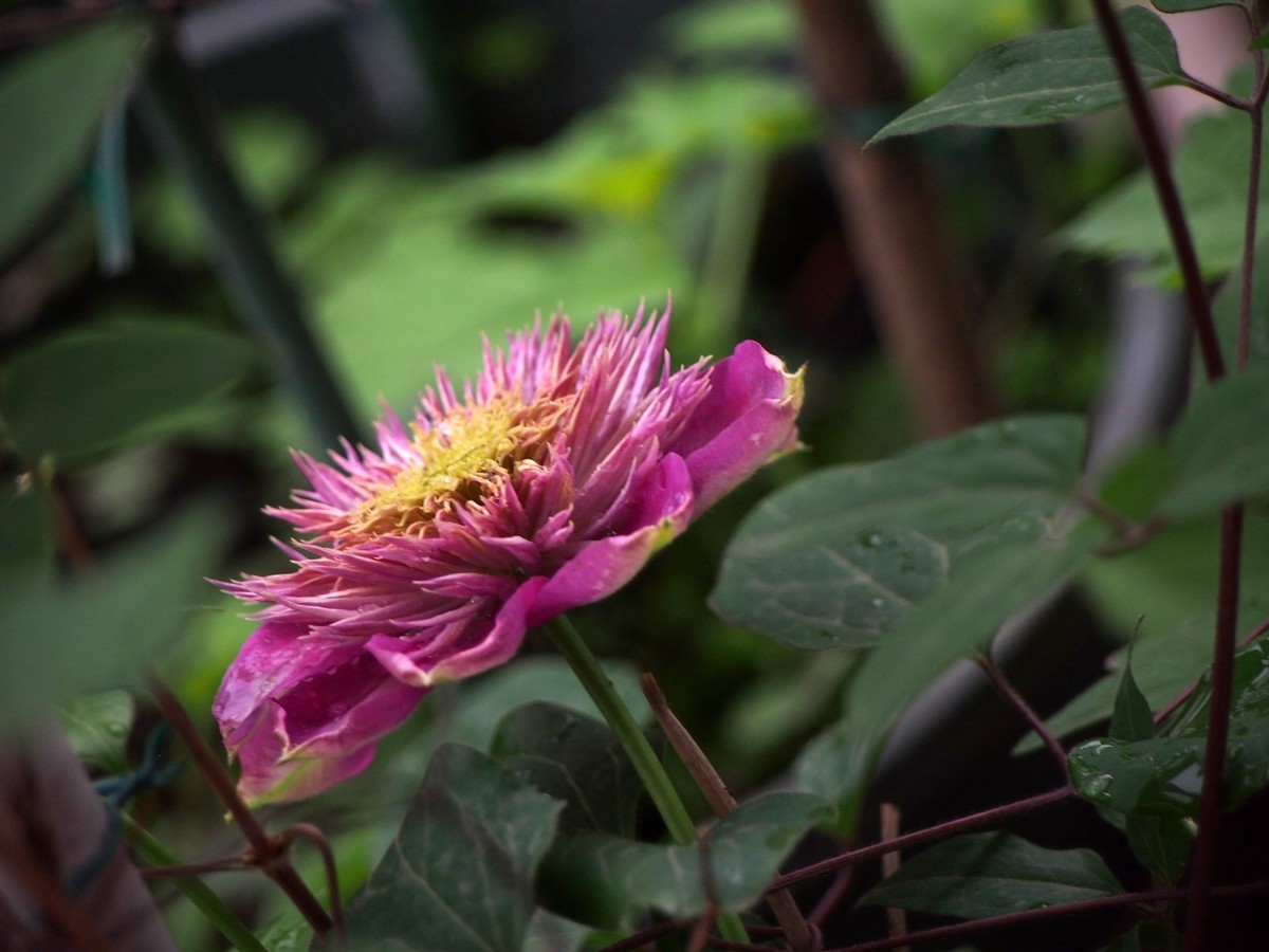 2024家种铁线莲（5）