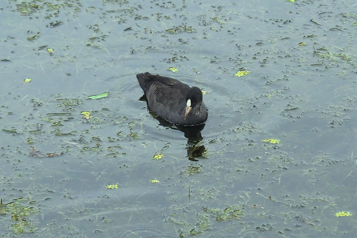 荷塘小水鸡（1）
