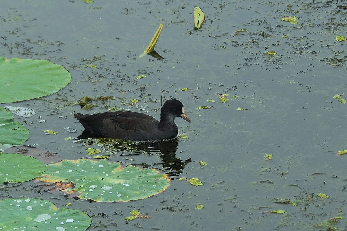 荷塘小水鸡（1）