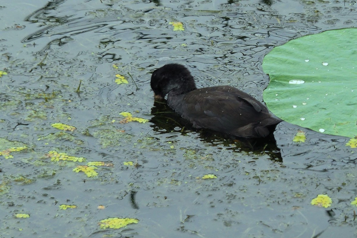 荷塘小水鸡（1）