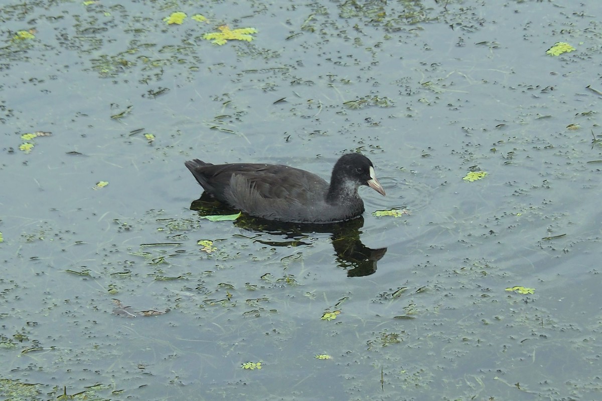 荷塘小水鸡（1）