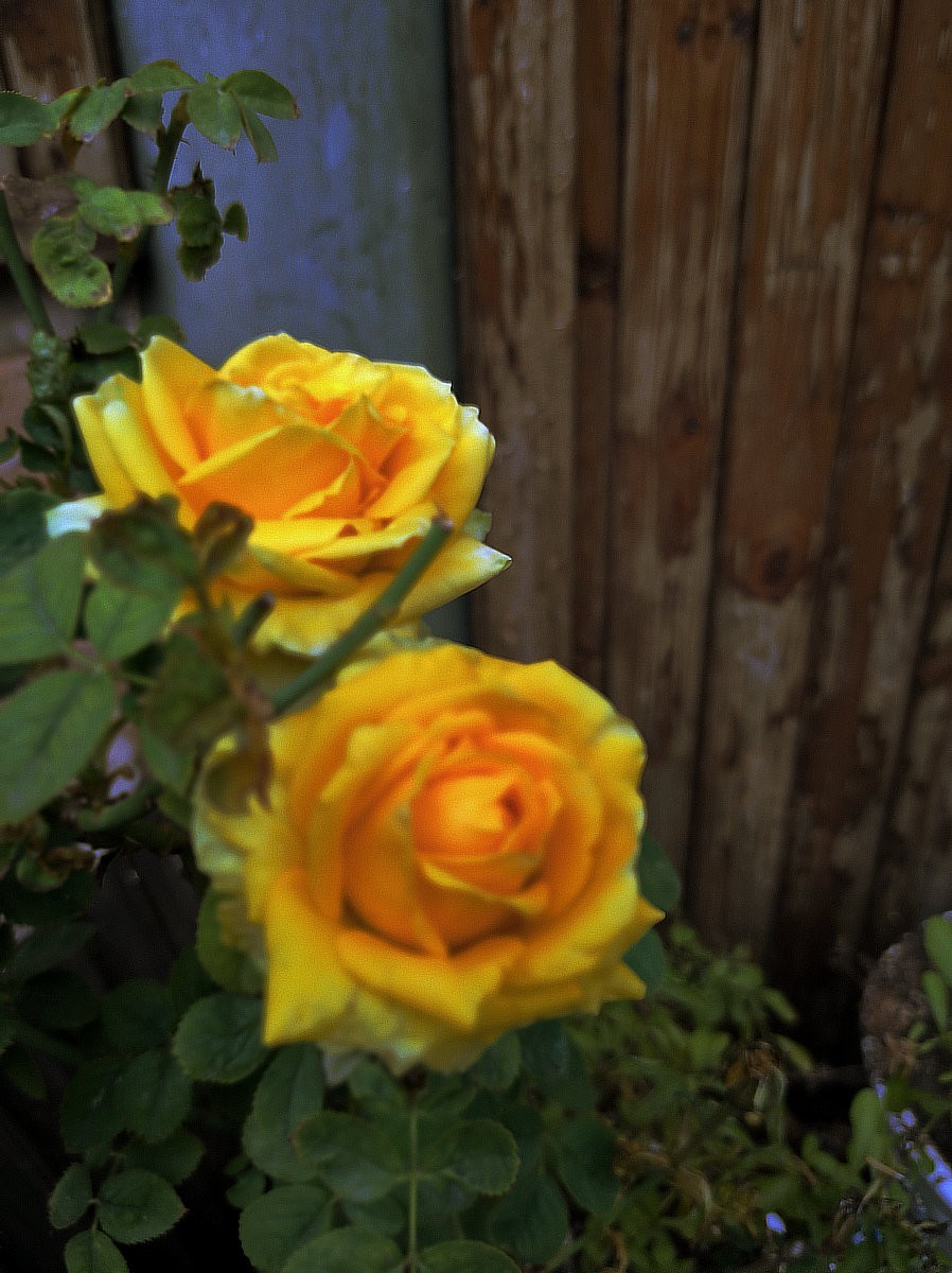 漫步星城 走街串巷（535）状元洲