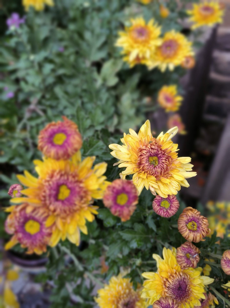 漫步星城 走街串巷（536）人间烟火  醉爱醴陵