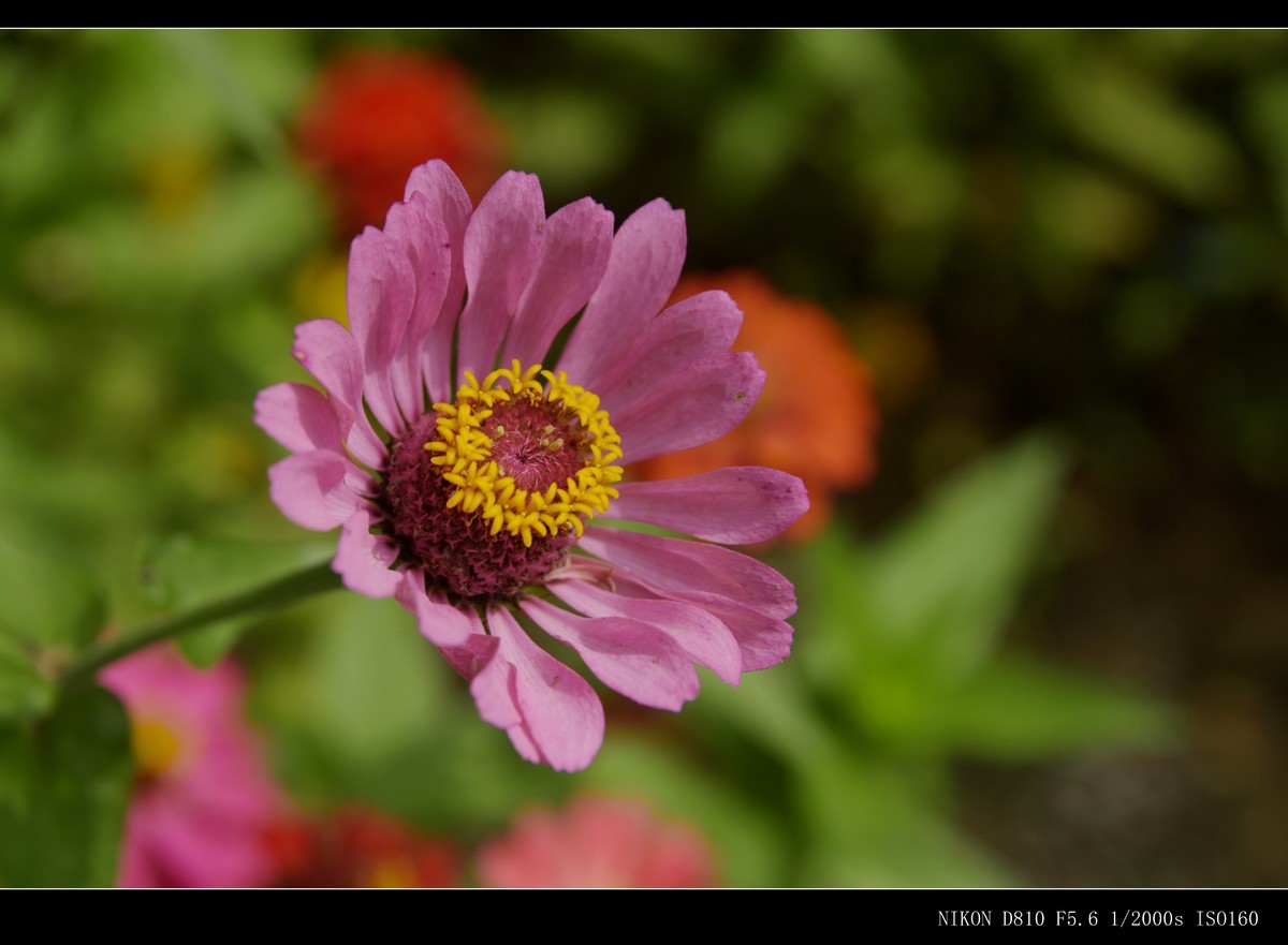 花花草草（二十七）—— 步步高