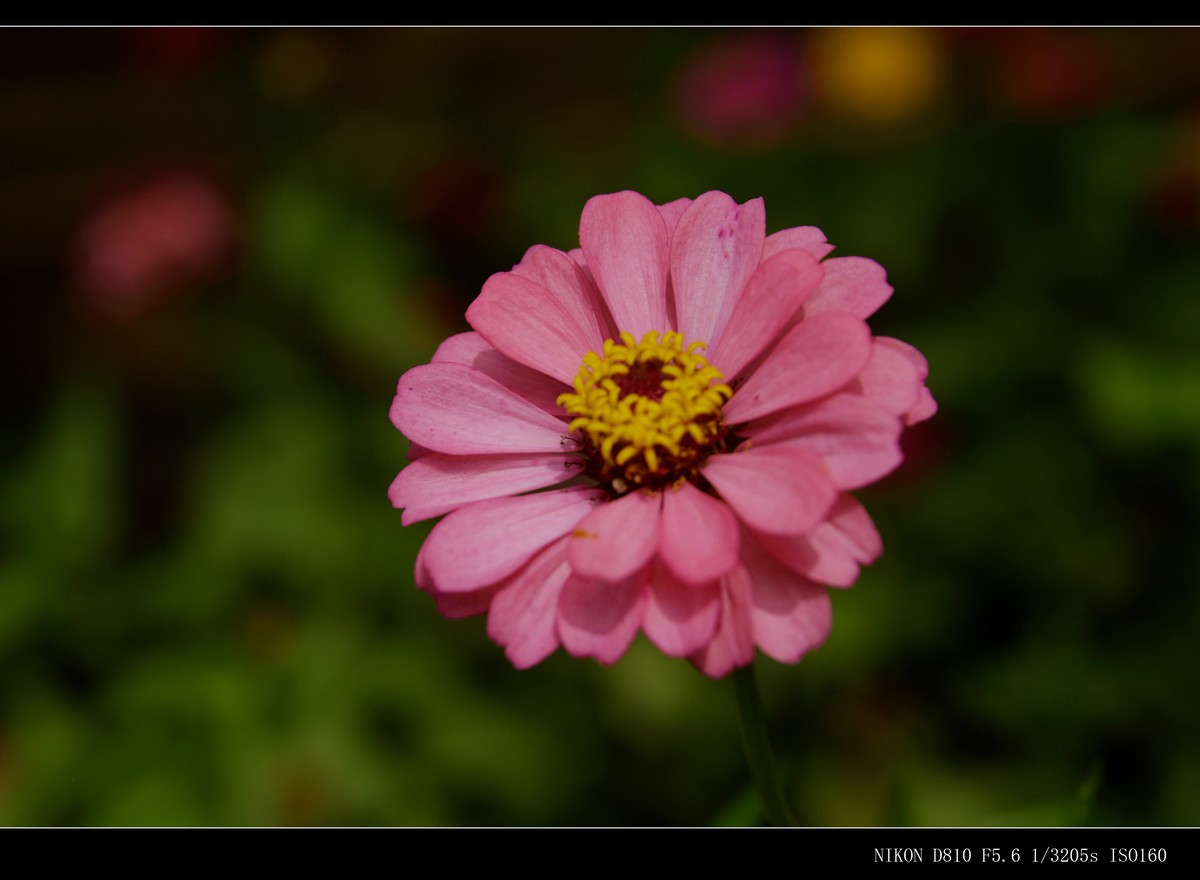 花花草草（二十七）—— 步步高