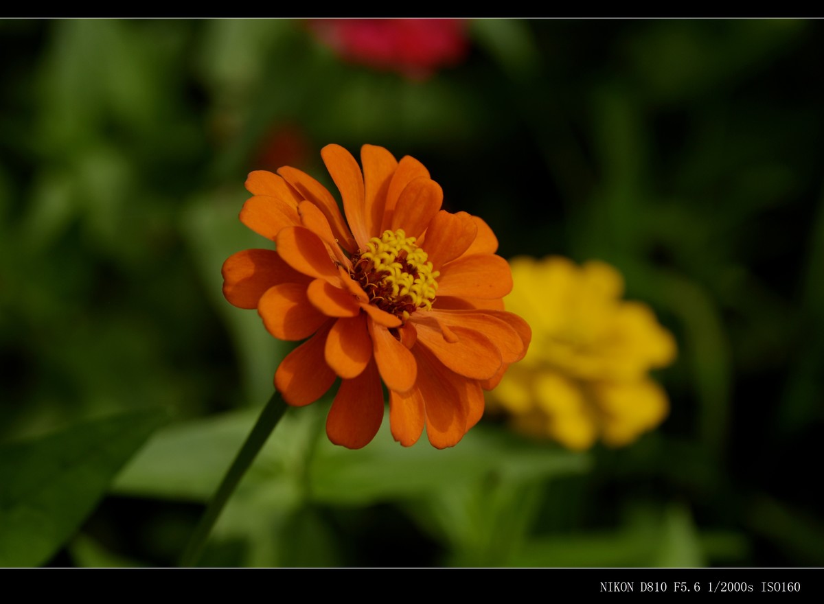 花花草草（二十七）—— 步步高