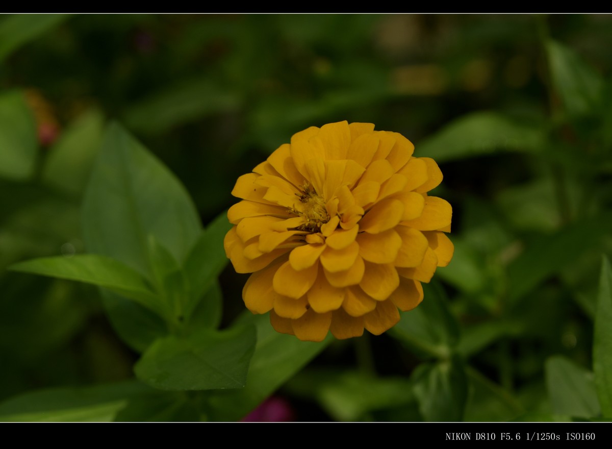 花花草草（二十七）—— 步步高