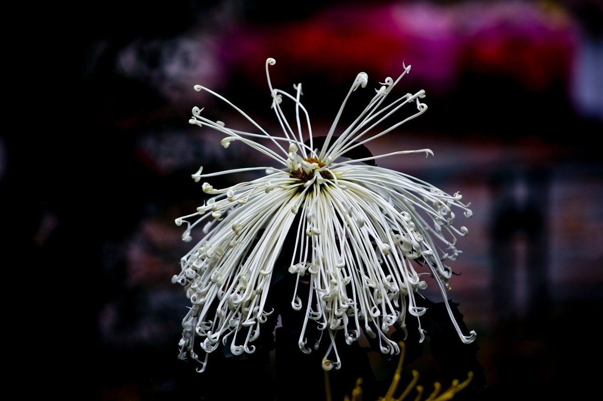 随拍——秋之韵●菊