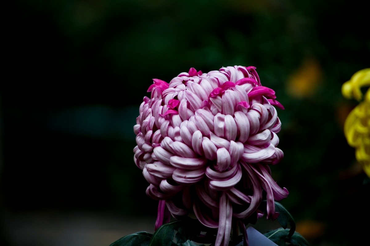 随拍——秋之韵●菊