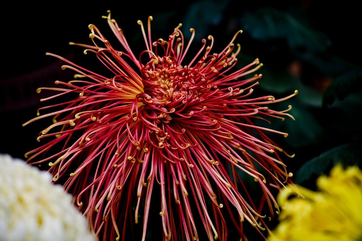 随拍——秋之韵●菊