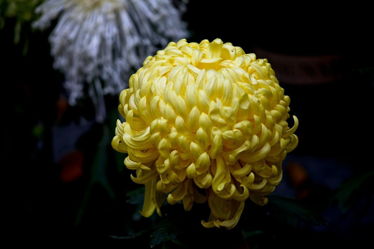 随拍——秋之韵●菊