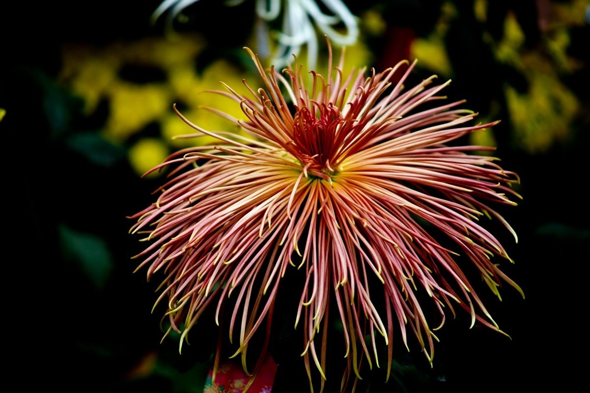 随拍——秋之韵●菊