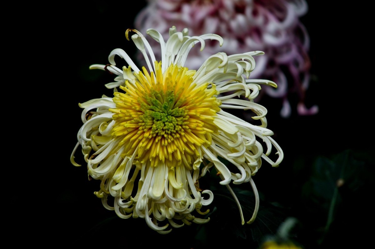 随拍——秋之韵●菊