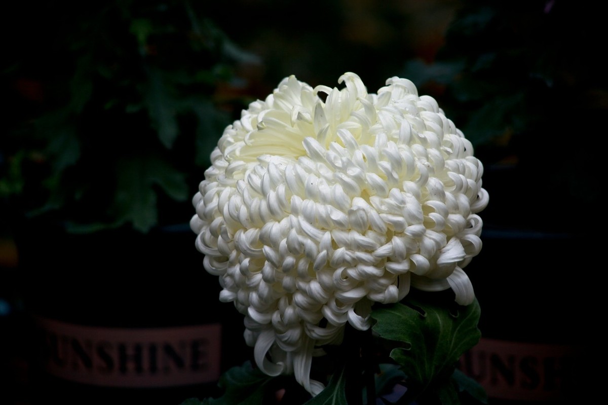 随拍——秋之韵●菊