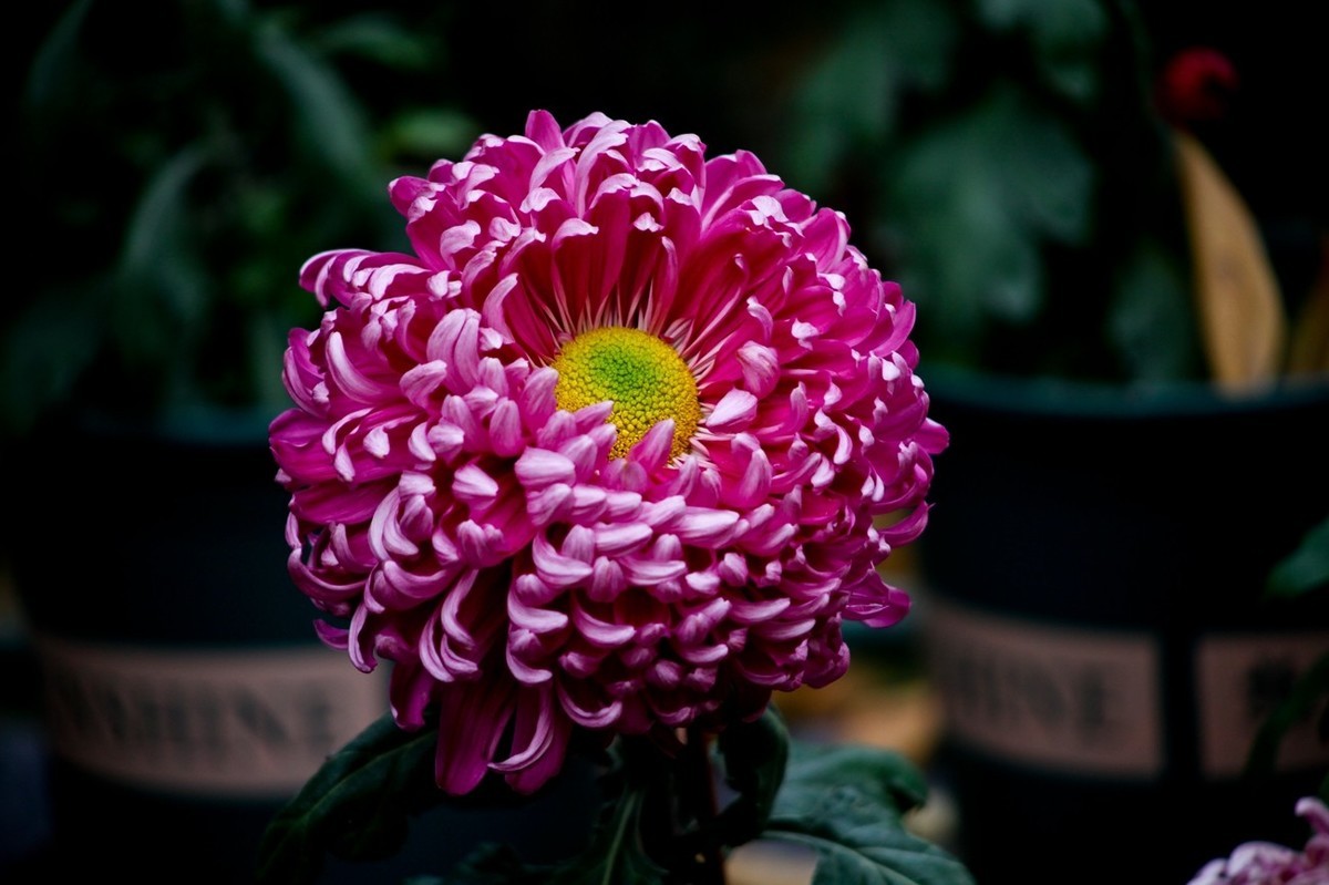 随拍——秋之韵●菊