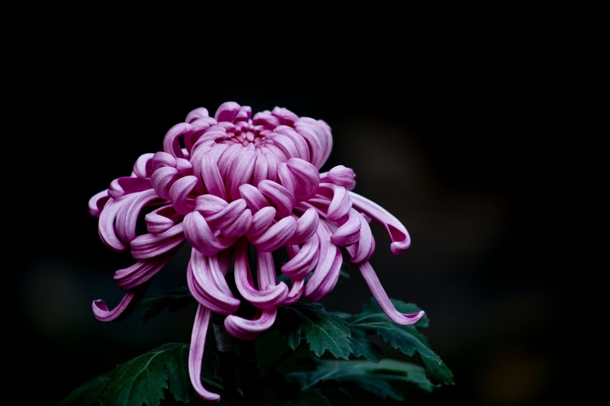 随拍——秋之韵●菊