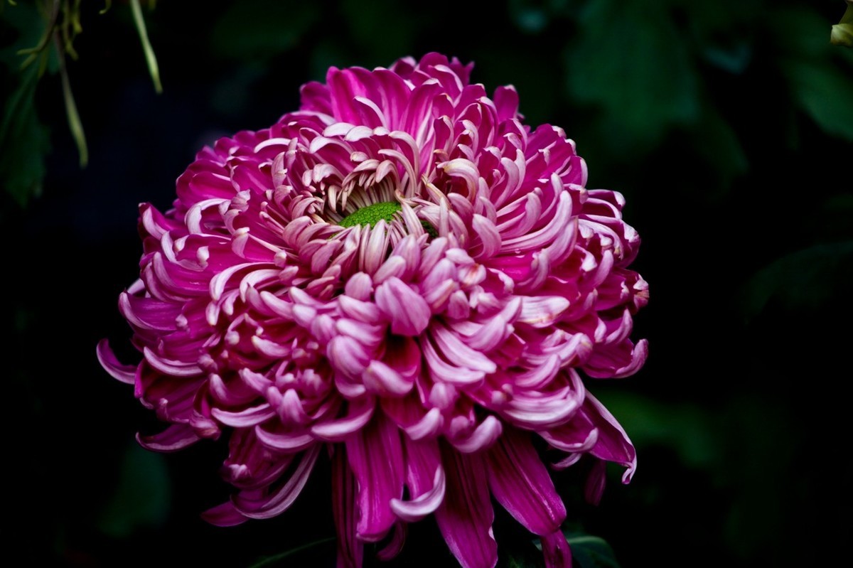 随拍——秋之韵●菊