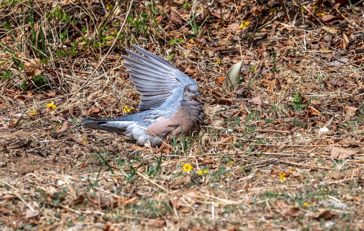 斑鸠晒太阳（二）