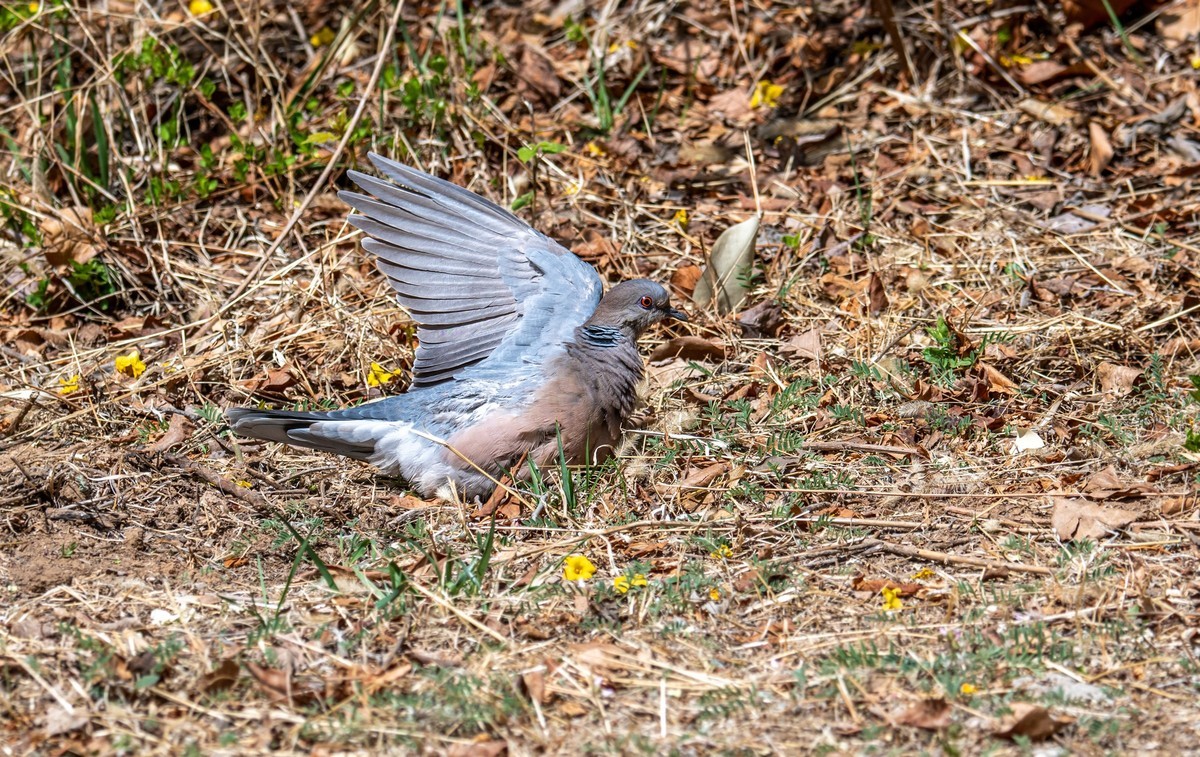 斑鸠晒太阳（二）