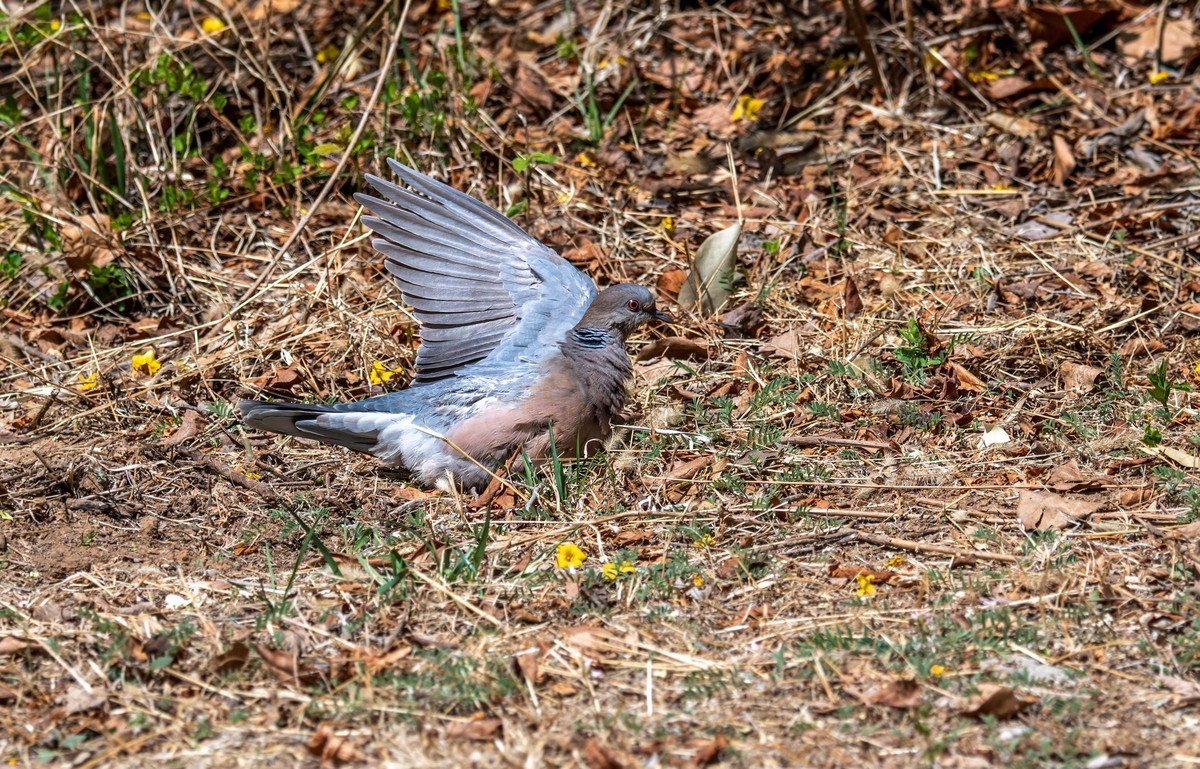 斑鸠晒太阳（二）