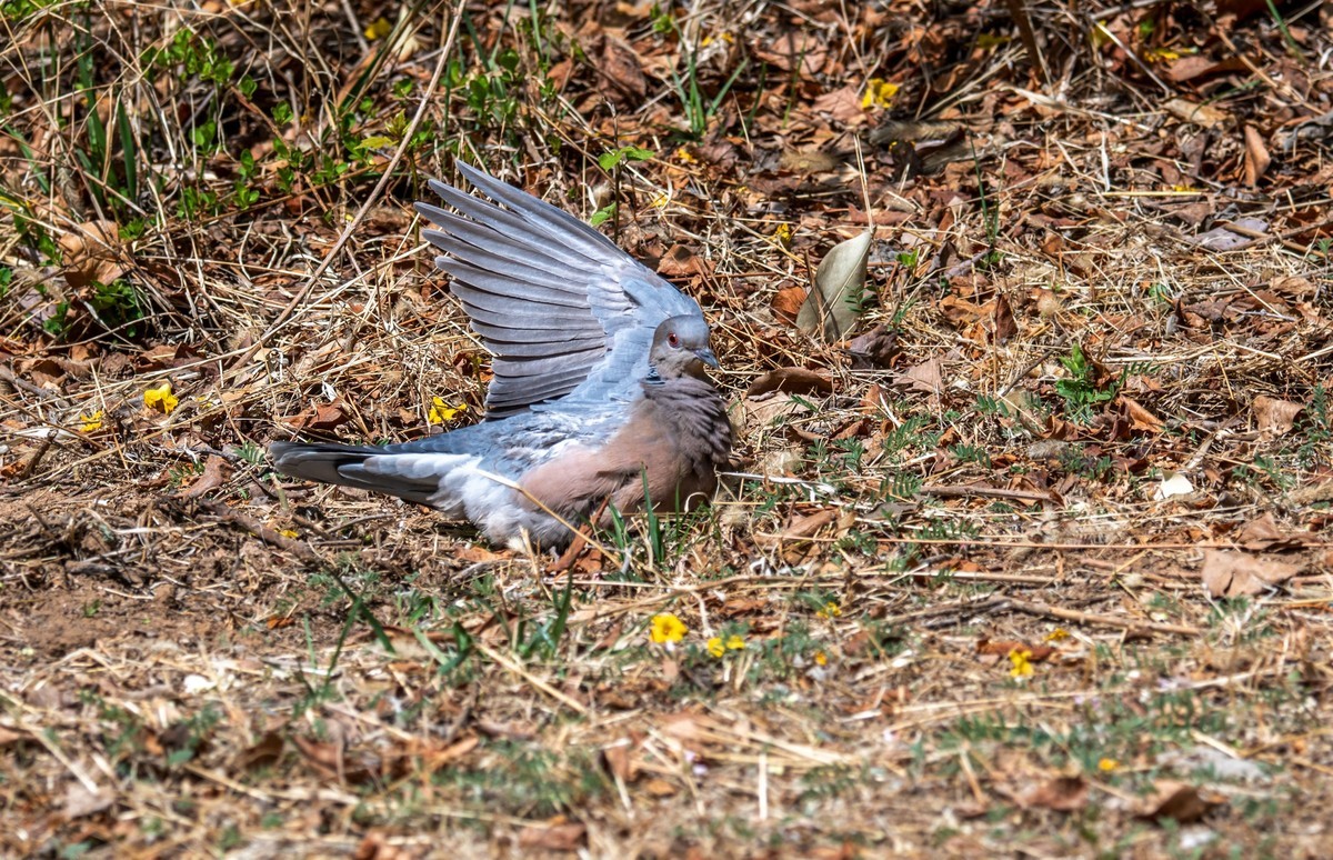 斑鸠晒太阳（二）
