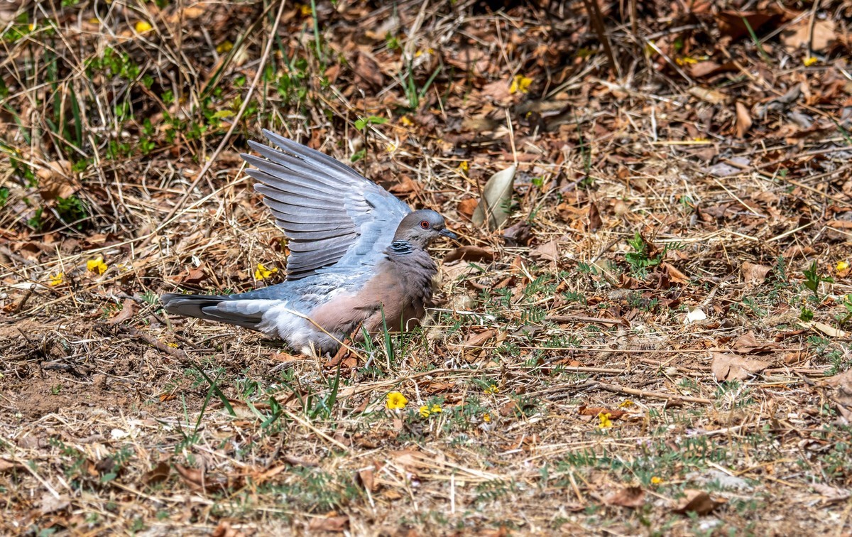 斑鸠晒太阳（二）