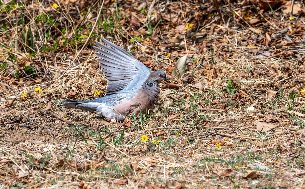 斑鸠晒太阳（二）