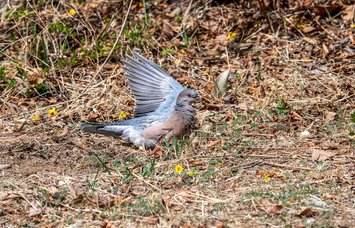 斑鸠晒太阳（二）