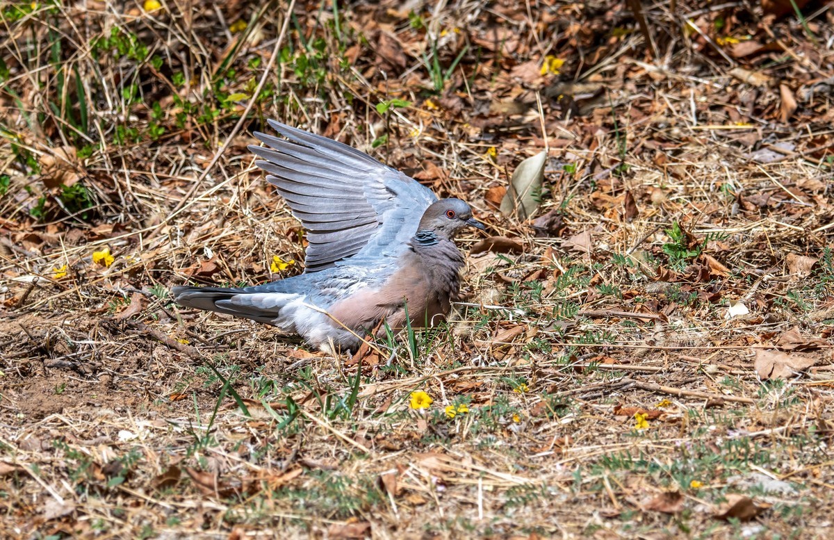 斑鸠晒太阳（二）