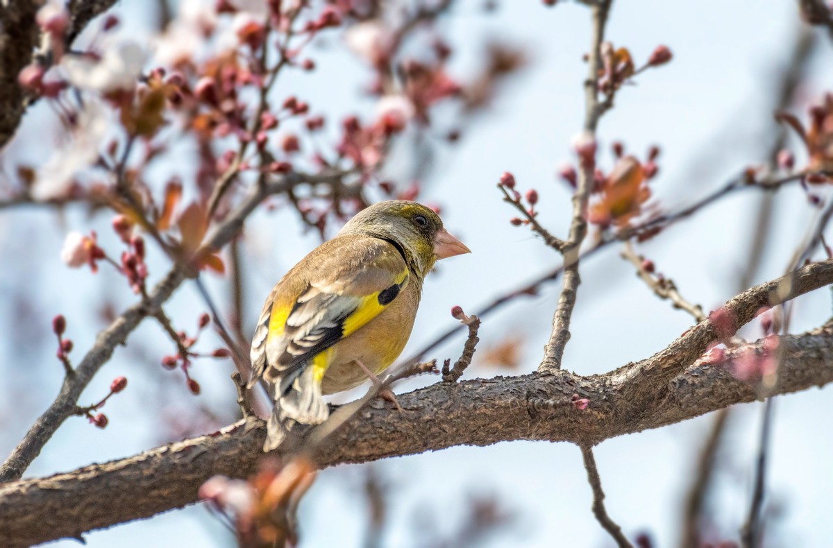 漂亮的金翅雀（十二）