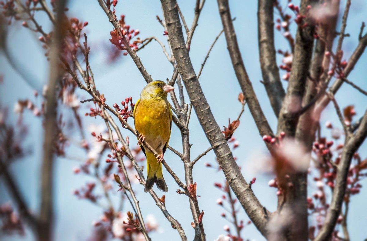 漂亮的金翅雀（十二）