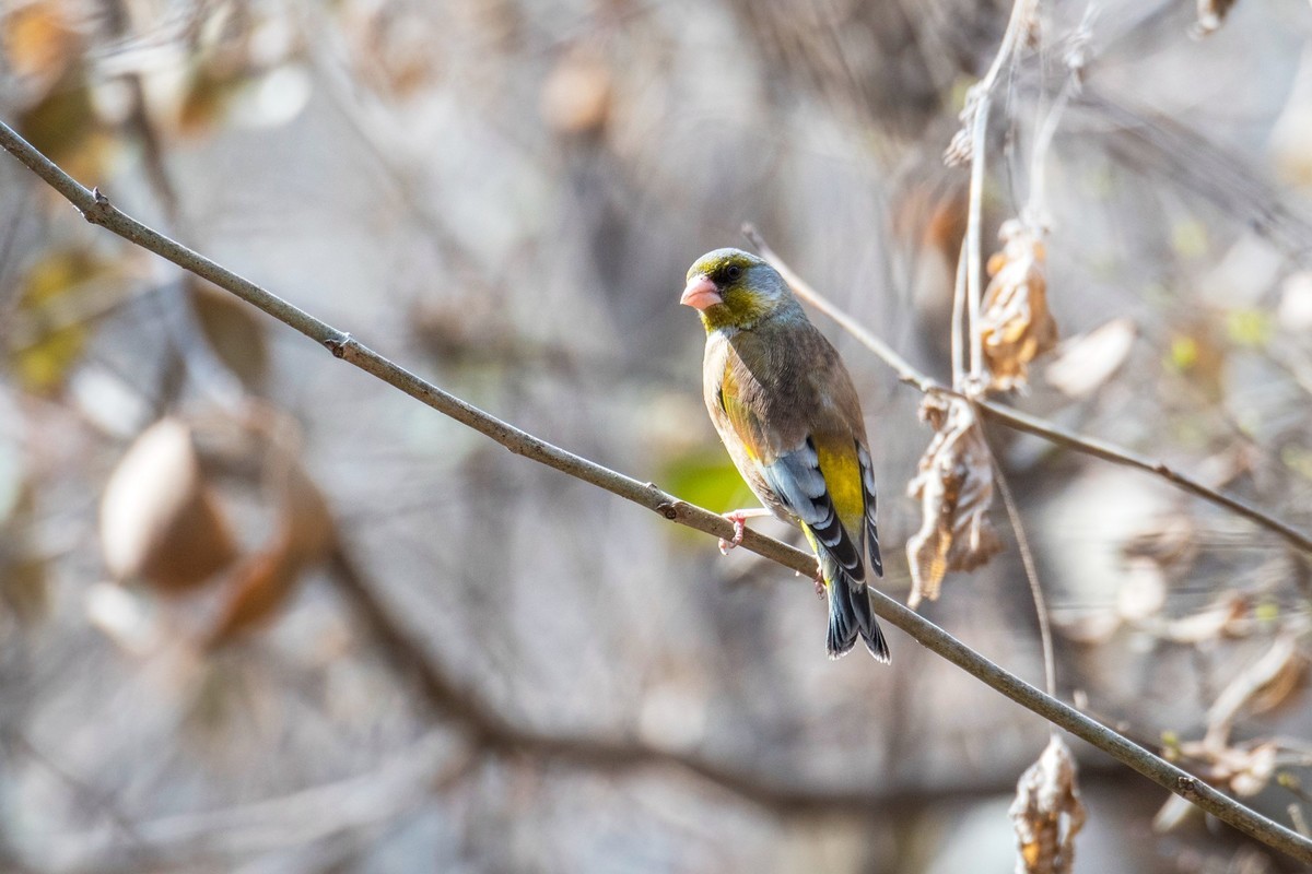 漂亮的金翅雀（十二）