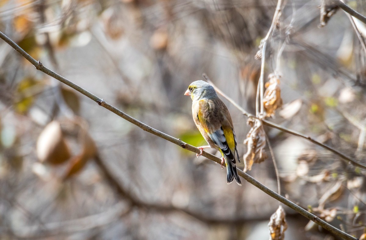 漂亮的金翅雀（十二）