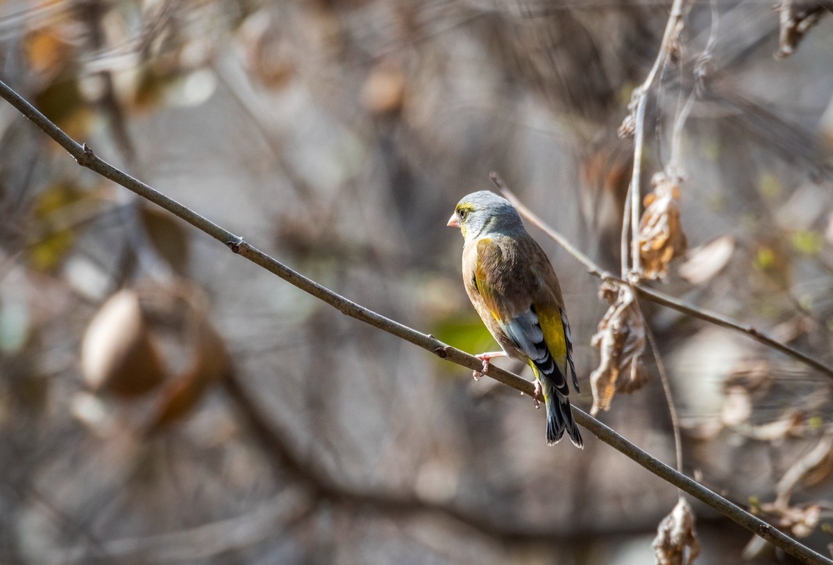 漂亮的金翅雀（十二）