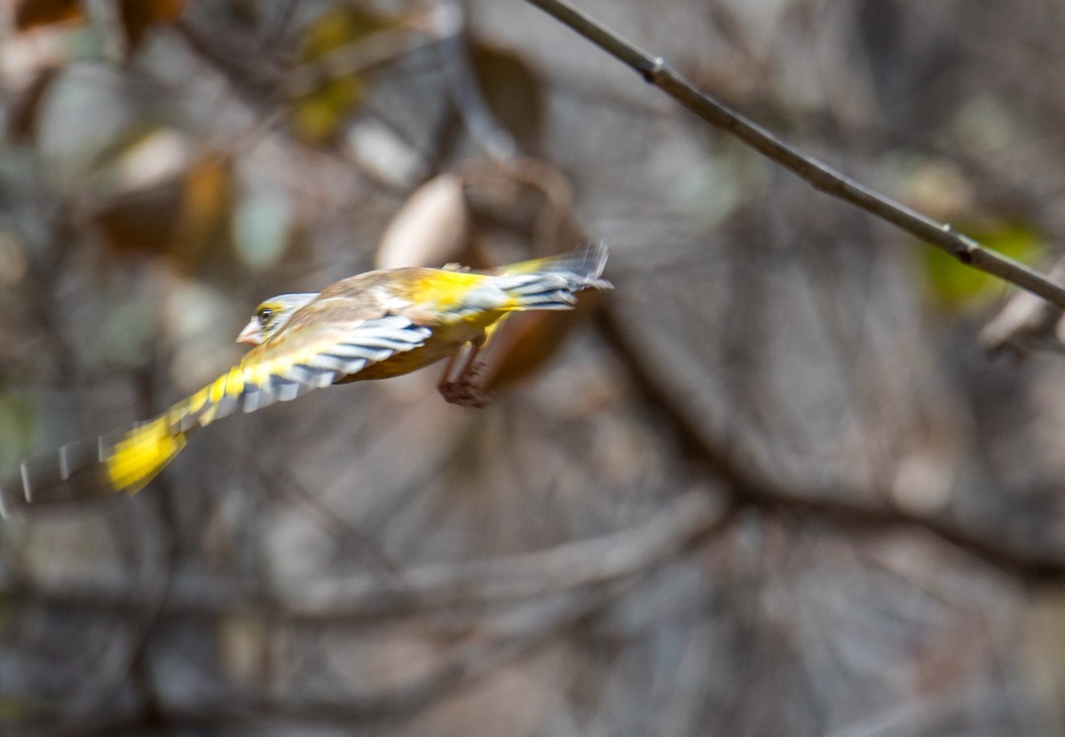 漂亮的金翅雀（十二）
