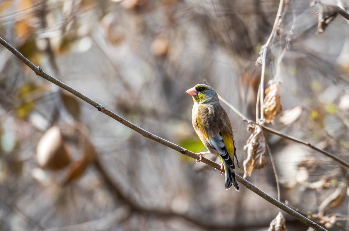 漂亮的金翅雀（十二）